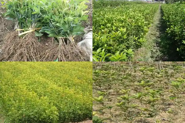公认的桂花好品种是什么1683853668706