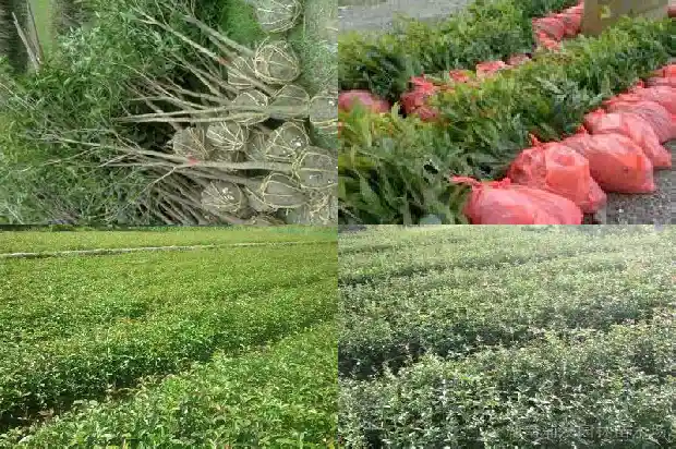 最受欢迎的桂花品种1683853676336
