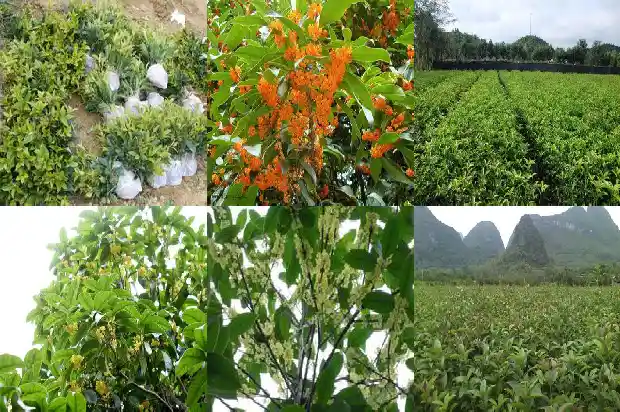 最受欢迎的桂花品种1683853676384