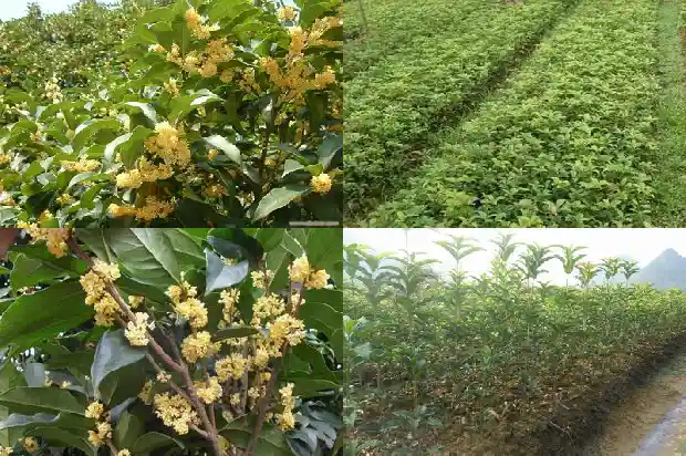 桂花哪一个品种好1683853684044