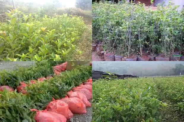 桂花哪一个品种好1683853684092