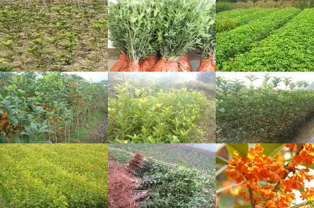 最贵的桂花品种是啥?1683853691606
