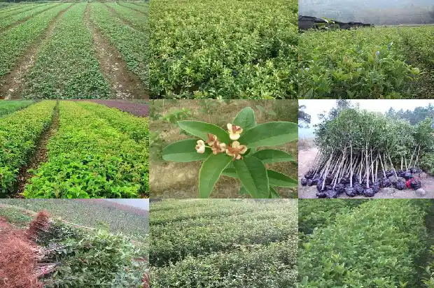 桂花盆栽什么品种好看又好养1683853706939