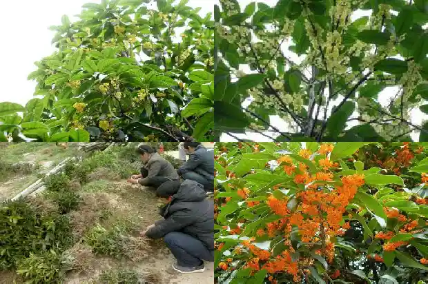 桂花盆栽什么品种好养活一些1683853724825