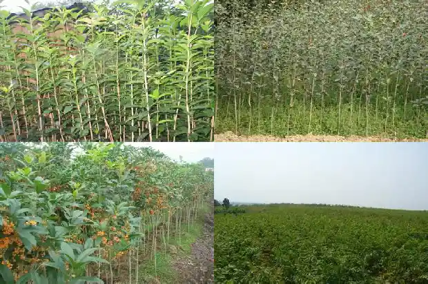 桂花盆栽什么品种好养活一些1683853724873