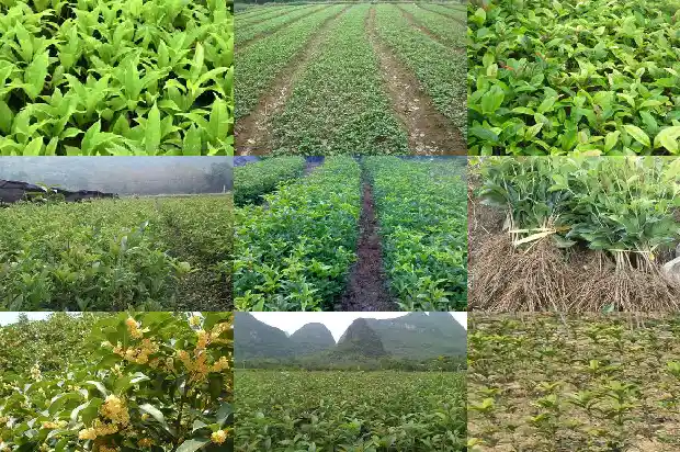 家庭种植桂花什么品种好1683853732760