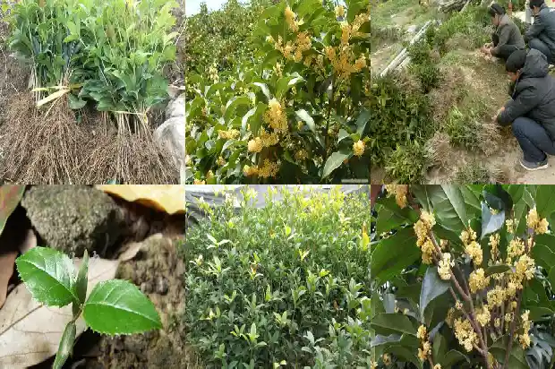 家庭种植桂花什么品种好1683853732807