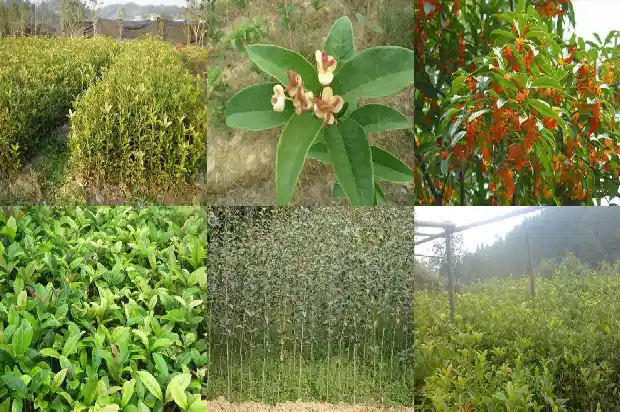 桂花树价位多少一棵合适1690591088166