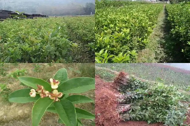 桂花盆栽种类大全1683853750831