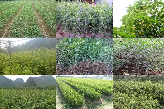 四季桂花什么样子1690763987414