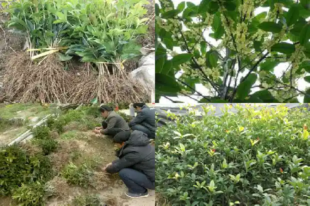 桂花种什么品种好1683853770273