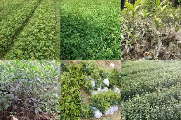 桂花种什么品种好1683853770321