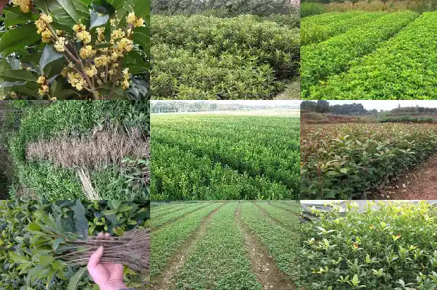 什么品种的桂花适合室内盆栽种植1683853789913