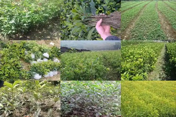 室内适合种植什么桂花1683853801500