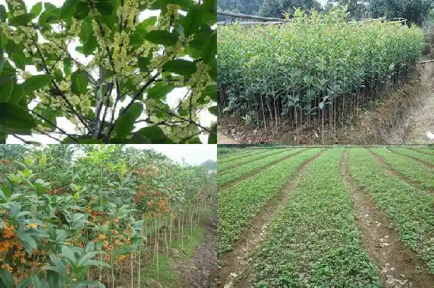桂花树苗批发厂家1690504704100