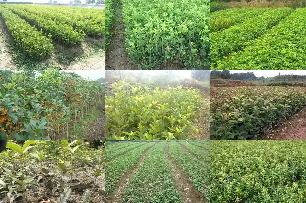 室内适合种植什么桂花1683853801644