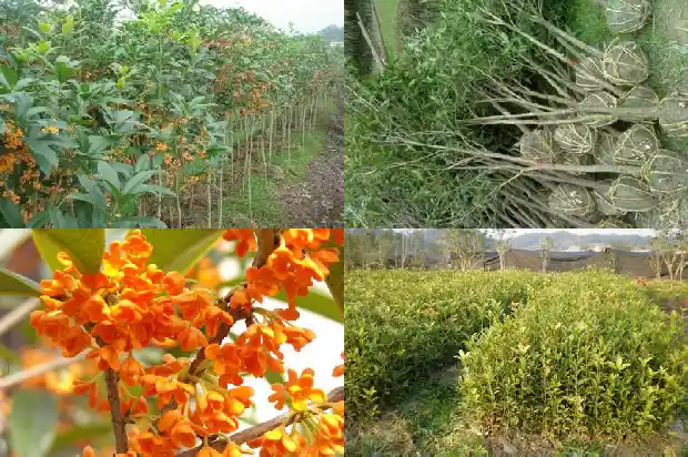室内盆栽桂花哪个品种好看1683853825390