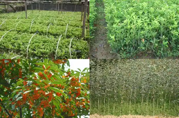 盆栽桂花哪个品种好1683853853161
