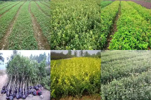 盆栽桂花哪个品种好养活1683853862770