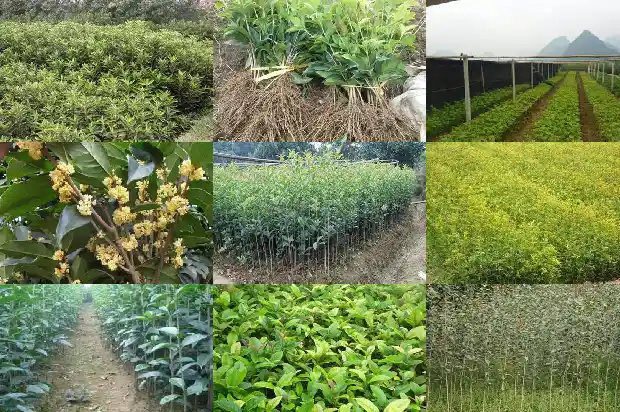 盆栽桂花哪个品种好养活1683853862817