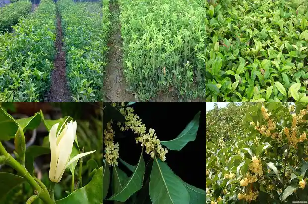 小型桂花盆景用什么品种好1683853882537