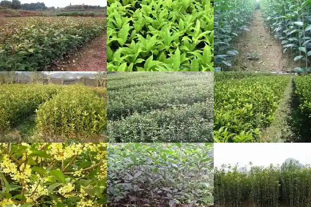 小型桂花盆景用什么品种好1683853882680
