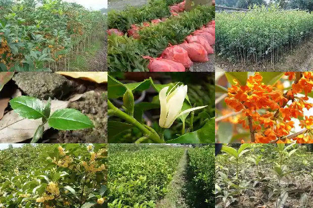 桂花盆栽哪种好养1683853890170