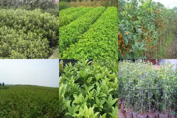 桂花盆栽哪种好养1683853890218