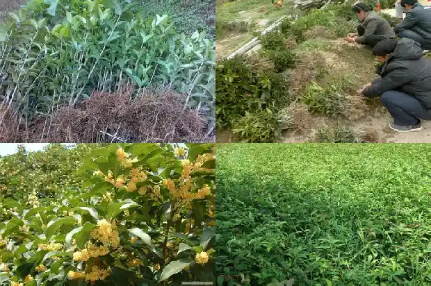种植哪种桂花好1683853898053
