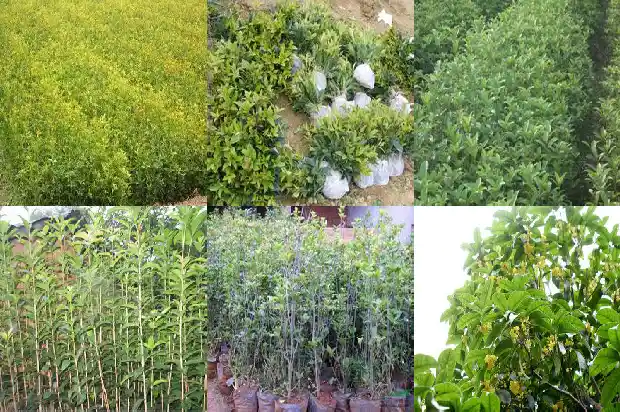 桂花什么品种最好?1683853915537