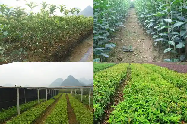 什么品种桂花适合盆栽种植1683853927667