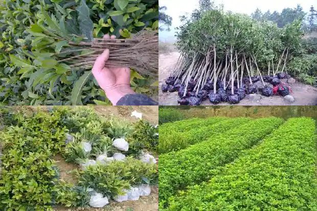 二十公分桂花树多高1689986106363