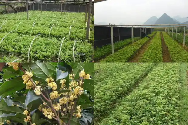 家庭盆栽桂花哪个品种好养活1683853947215