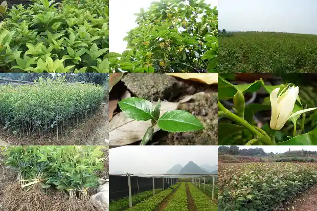 桂花哪个品种最值钱又好养的花1683853957297