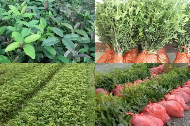 桂花哪个品种最值钱又好养的花1683853957345