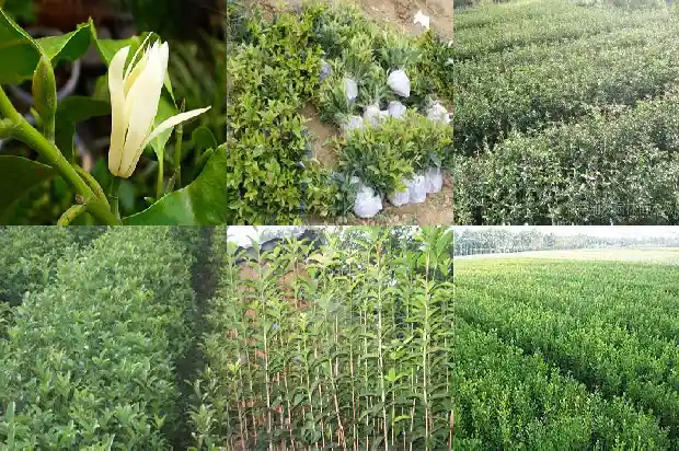 哪个品种的桂花好养活1683853969259