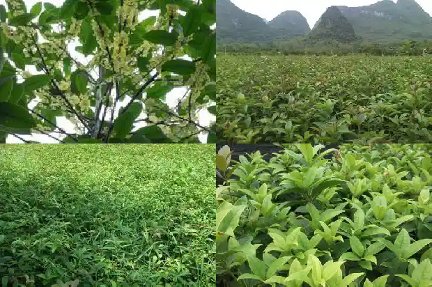 哪个品种的桂花好养活1683853969307