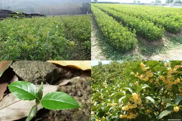 山上的桂花一般是什么品种的1688861695527