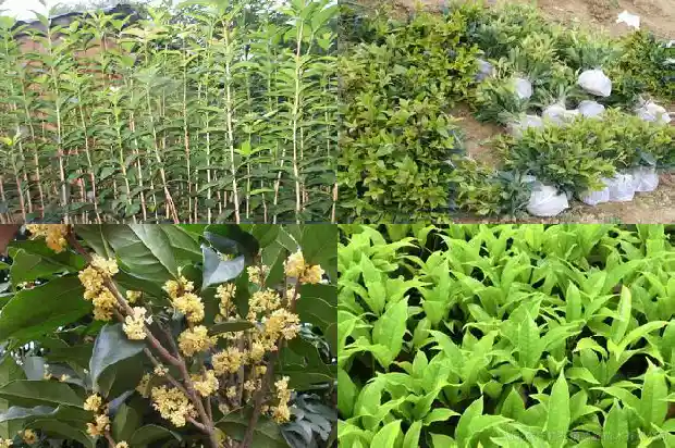 什么品种的桂花好养1683853979184