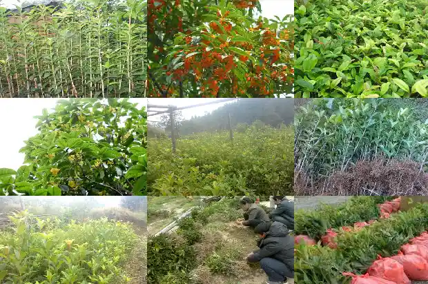 最好养的桂花品种排行榜1683853988702