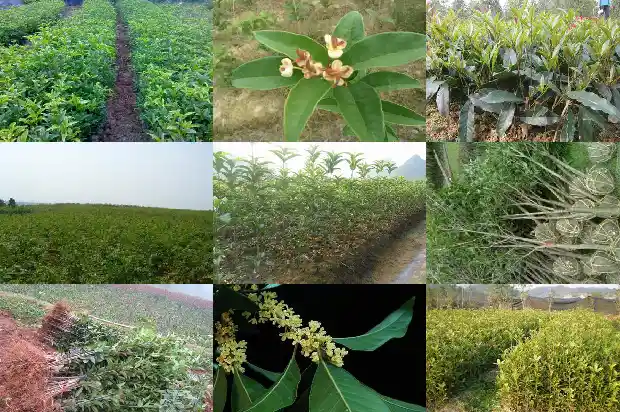 最好养的桂花品种排行榜1683853988750