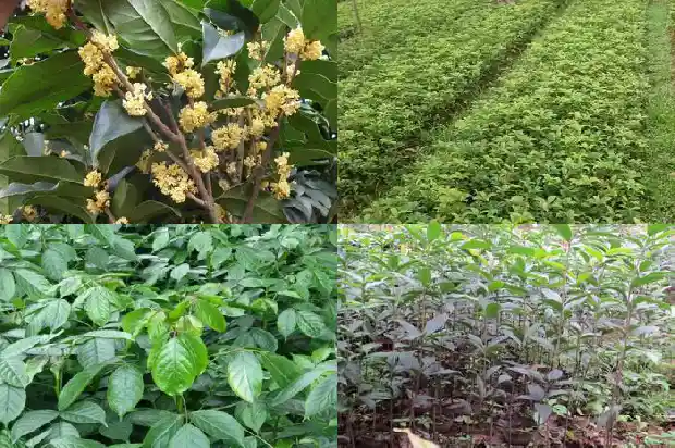 最好养的桂花品种排行榜1683853988798