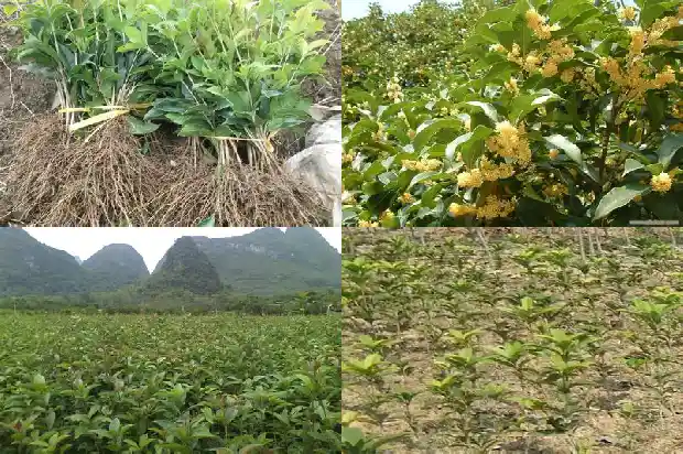 桂花有多少品种哪种最好养活一些1683854001044