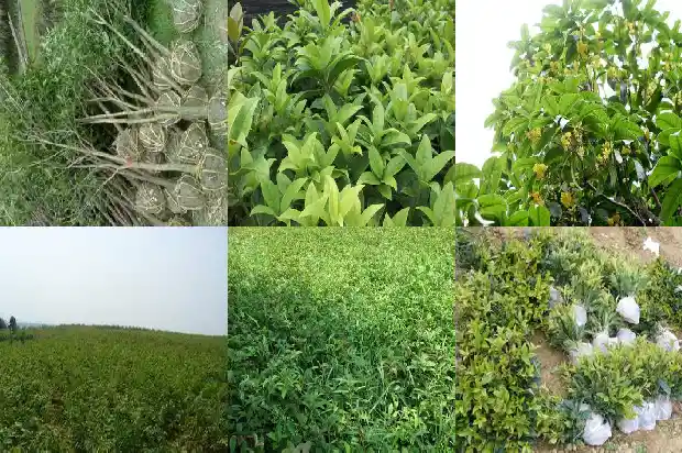 桂花最好的品种是什么1683854016102