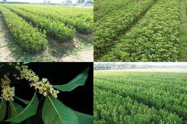 桂花最好的品种是什么1683854016150