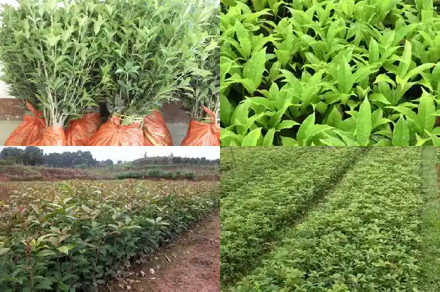 60公分桂花树用多大盆1688434212685