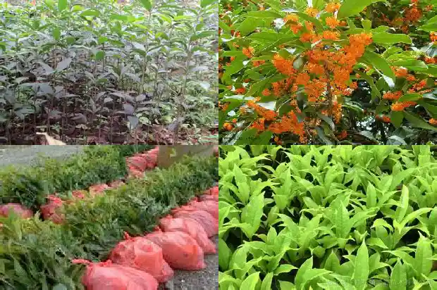 桂花什么样的品种最好养1683854043424