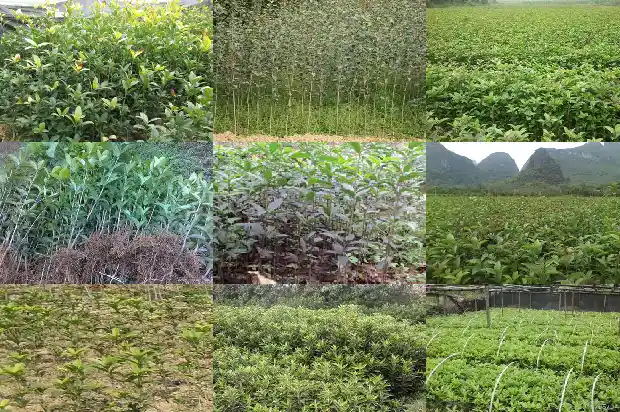 桂花什么样的品种最好养1683854043472
