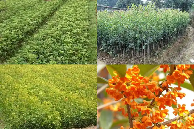 桂花用什么花盆最合适1683854074816
