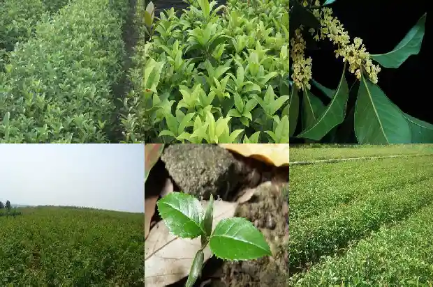 桂花用什么花盆最合适1683854074910